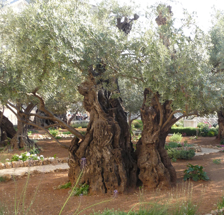 Ancient olive trees